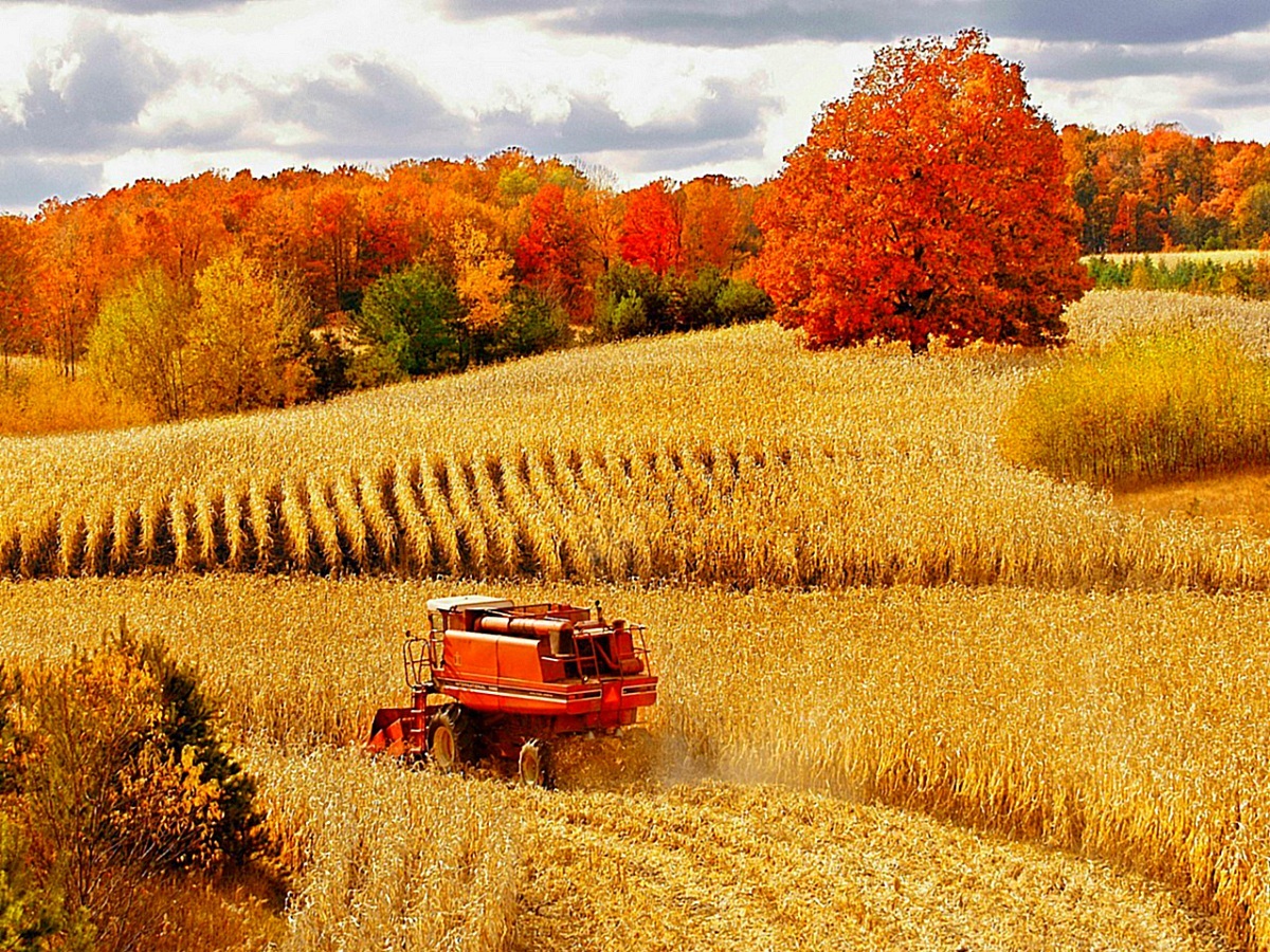 autumn-harvest-com